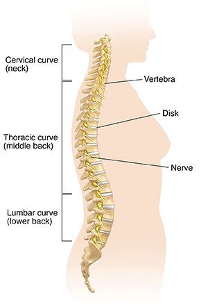 Side view of female body showing normal spinal column.
